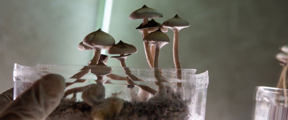 Everything You Need to Know About Psilocybin