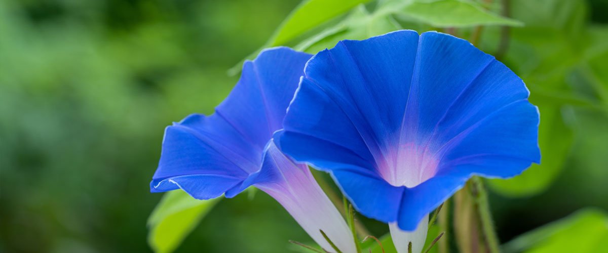 Morning Glory Fungus