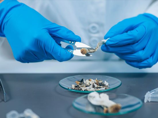 Psilocybin and Cellular Longevity