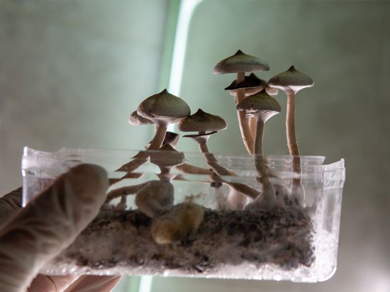Everything You Need to Know About Psilocybin