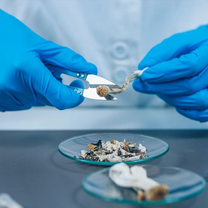 Psilocybin and Cellular Longevity